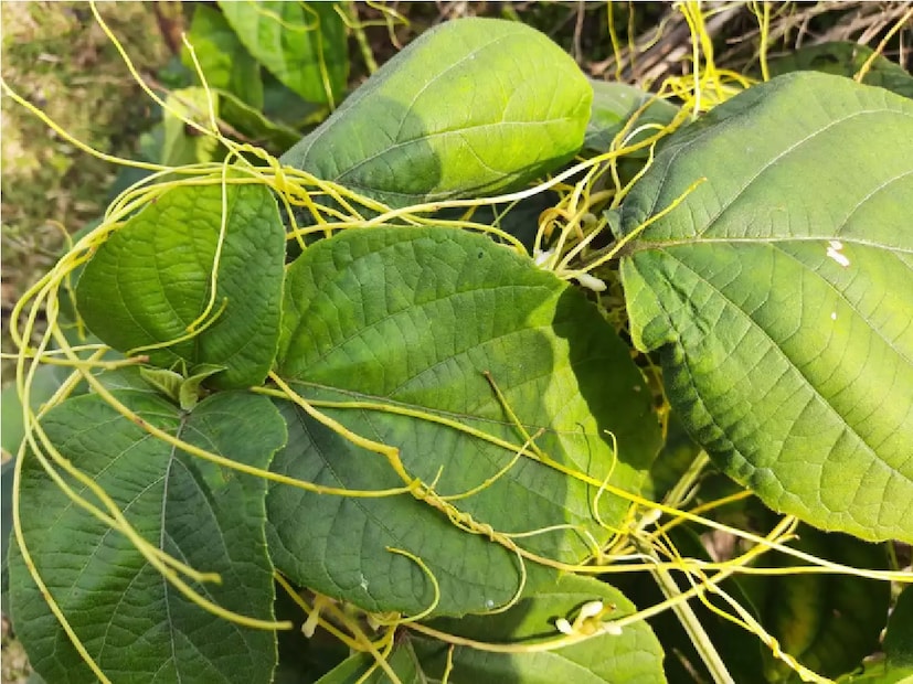 গোড্ডার আয়ুর্বেদিক চিকিৎসক রতন কুমার শুক্লা লোকাল ১৮-কে জানান, অমরবেলের কান্ড আয়ুর্বেদিক চিকিৎসায় ব্যবহৃত হয়। এটিকে পিষে বা পিষে, এটি তিলের তেলের সাথে মেশানো হয়, যা থেকে চুলের জন্য একটি উপকারী তেল তৈরি করা হয়। Photo- Collected