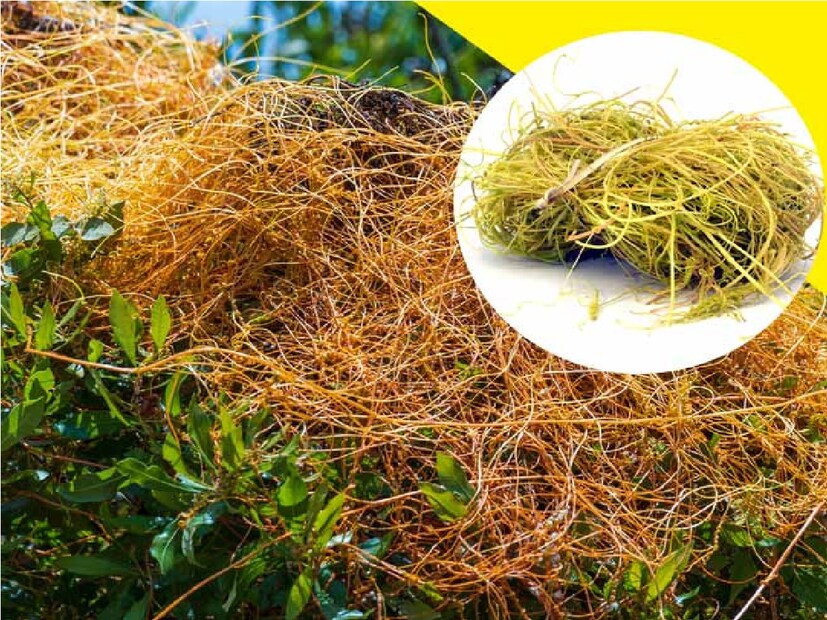 আয়ুর্বেদে এমন অনেক জিনিস রয়েছে, যা প্রায় সর্বত্র দৃশ্যমান কিন্তু আমরা তাদের ব্যবহার জানি না। অমরবেলও তাদের মধ্যে একটি।  অনেক জায়গাতেই লতার আকারে মোড়ানো অমরবেল দেখতে পাওয়া যায়। 