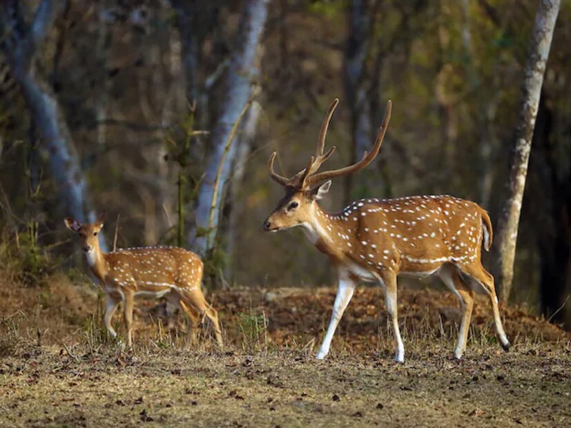 কালোবাজারে কৃষ্ণসার হরিণের দাম: কালোবাজারে একটি কৃষ্ণসার হরিণের দাম ১৫ থেকে ২০ লাখ টাকা। শুধু শিং সমেত মাথা ১০ থেকে ১৫ লাখ টাকায় বিক্রি হয়। এই কারণে মাঝেমধ্যেই কৃষ্ণসার হরিণ পাচারের খবর সামনে আসে। এদের বাঁচানো বন বিভাগের কাছেও বড় চ্যালেঞ্জ। এছাড়া কৃষ্ণসার হরিণের মাংসও হাজার হাজার টাকা কেজিতে বিক্রি হয়। রেস্তোরাঁয় রান্নার পর তা ১০ গুণ দামে পরিবেশন করা হয়।
