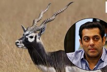 কালোবাজারে কৃষ্ণসার হরিণের দাম কত জানেন? এই কারণেই লরেন্স বিষ্ণোই সলমনের শত্রু