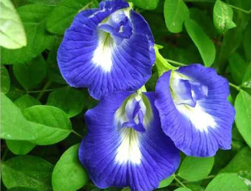 অপরাজিতা ফুল (Butterfly Pea flower)Clitoria ternatea বা অপরাজিতা ফুল দক্ষিণ-পূর্ব এশিয়ার মতো গ্রীষ্মমন্ডলীয় অঞ্চলে একটি আকর্ষণীয় নীল ফুল। এটি ঐতিহ্যগতভাবে এর ঔষধি বৈশিষ্ট্যের জন্য বিভিন্ন সংস্কৃতিতে ব্যবহৃত হয়। গবেষণায় দেখা গেছে যে ফুলটি রক্তে শর্করার মাত্রা নিয়ন্ত্রণে সাহায্য করতে পারে, এর হাইপোগ্লাইসেমিক বৈশিষ্ট্যগুলির জন্য ধন্যবাদ, এটি ডায়াবেটিস বা প্রিডায়াবেটিস রোগীদের জন্য উপকারী করে তোলে।