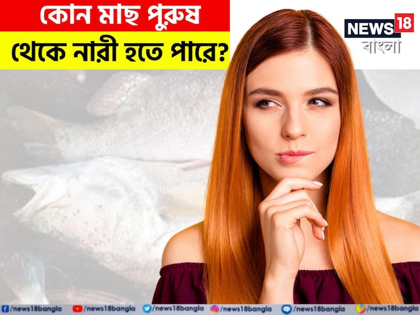 আজ এই প্রতিবেদনে এমন একটি প্রশ্নটি নিয়ে আমরা হাজির হয়েছি যার- উত্তর কিন্তু অনেকের কাছেই অজানা। বলুন তো, কোন মাছে পুরুষ থেকে মহিলা হতে পারে?