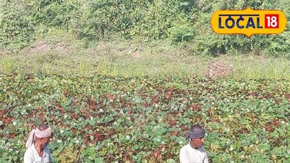 বছরে পাওয়া যায় মাত্র ১ বারই; আর থাইরয়েডের যমও বটে বছরে পাওয়া যায় মাত্র ১ বারই; আর থাইরয়েডের যমও বটে