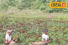 বছরে পাওয়া যায় মাত্র ১ বারই; আর থাইরয়েডের যমও বটে, শরীরের জলের ঘাটতি পূরণ করে
