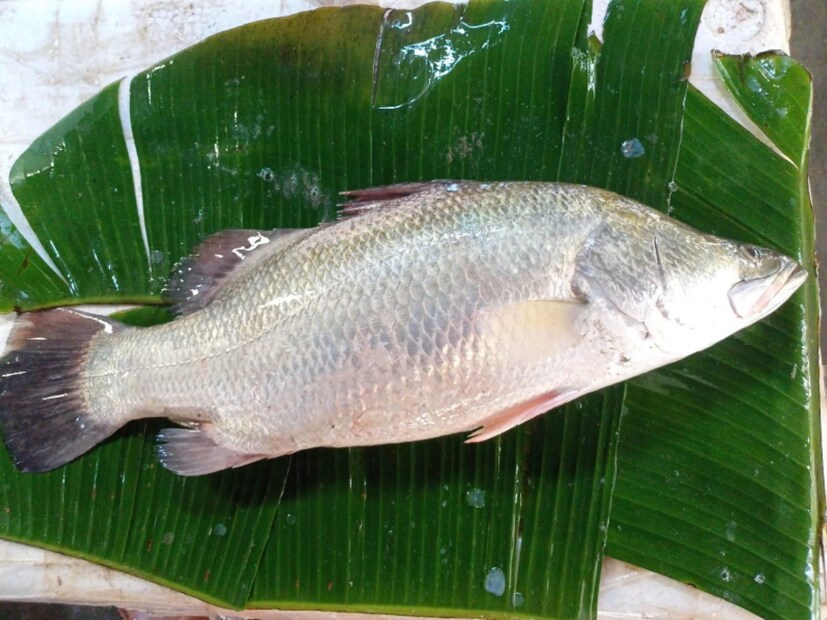 যুক্তরাজ্যের স্যালফোর্ড বিশ্ববিদ্যালয়ের মৎস্যবিজ্ঞানী অধ্যাপক স্টিফানো মারিয়ানি দীর্ঘদিন ধরে মাছের এই অস্বাভাবিক বৈশিষ্ট্য নিয়ে গবেষণা করেছেন। তাঁর মতে, লিঙ্গ পরিবর্তনে মাছের পারদর্শিতা প্রাণিজগতে সবাইকে ছাপিয়ে যায়। গবেষণায় তিনি দেখতে পেয়েছেন, মাছেরা নিজেদের অ্যান্ড্রোজেন হরমোনকে দ্রুতই অ্যাসট্রোজেনিক হরমোনে রূপান্তর করতে পারে। এর ফলে তারা নিজেদের লিঙ্গ পরিবর্তন করতে পারে।