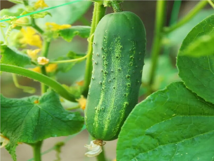 কৃষকদের উৎপাদিত শশা স্থানীয় বাজার থেকে বাজারজাত হয়ে কলকাতা সহ রাজ্যের বিভিন্ন জেলায় পৌঁছে যাচ্ছে। Input- Julfikar Molla