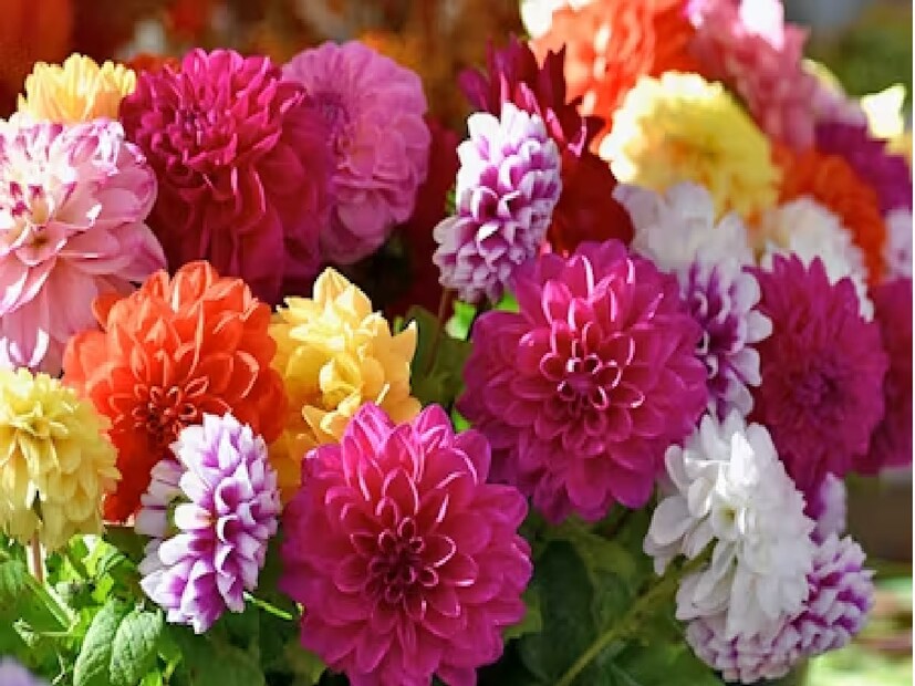 ডালিয়া (Dahlia)অক্সফোর্ড একাডেমিক লাইফ মেটাবলিজম-এ প্রকাশিত একটি সাম্প্রতিক গবেষণায় দেখা গিয়েছে, ডালিয়া ফুলের পাপড়িতে তিনটি অণু থাকে যা প্রিডায়াবেটিস এবং টাইপ 2 ডায়াবেটিস রোগীদের রক্তে শর্করার মাত্রা নিয়ন্ত্রণে সাহায্য করতে পারে। নিউজিল্যান্ডের ওটাগো বিশ্ববিদ্যালয়ের গবেষকরা আগে দেখেছেন যে খাদ্যতালিকাগত ফ্ল্যাভোনয়েড বিউটিন মস্তিষ্কের প্রদাহ কমাতে পারে, যার ফলে রক্তে শর্করার নিয়ন্ত্রণ উন্নত হয়। নতুন গবেষণায় ডালিয়ার পাপড়িগুলিকে বুটেইনের উত্স হিসাবে হাইলাইট করা হয়েছে, পাশাপাশি আরও দুটি যৌগ যা এর কার্যকারিতা বাড়ায়।