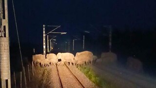 ট্রেন চালকের তৎপরতায় অল্পের জন্য দুর্ঘটনার হাত থেকে বাঁচল হাতির দল