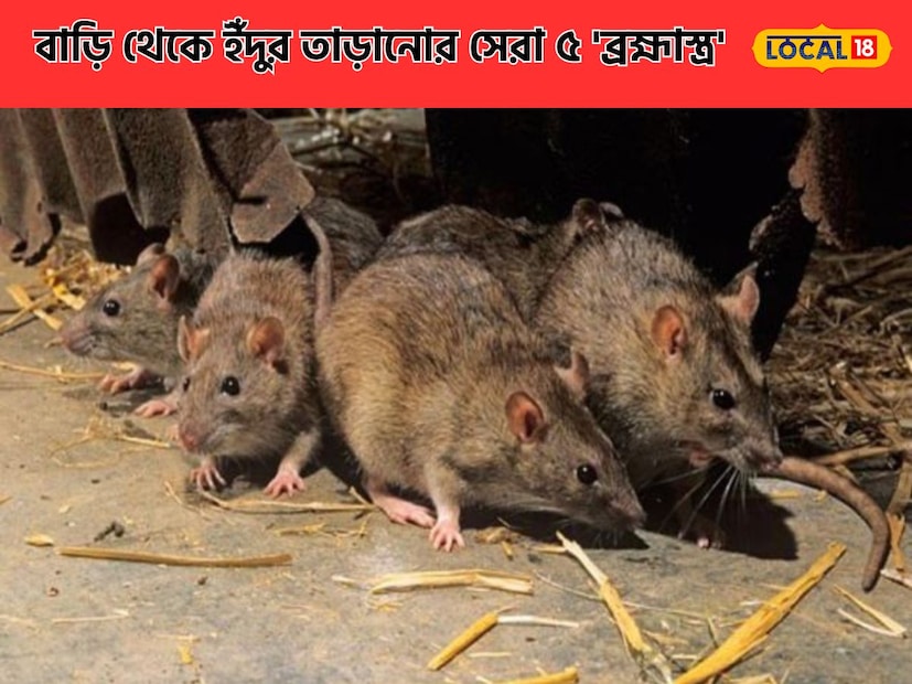 ইঁদুর ছোট হলেও বিরক্ত করে অনেকটা বেশি! বাড়ির অনেক জিনিস কেটে কুটে শেষ করে দেয়৷ ফলে বাড়ি থেকে ইঁদুর কীভাবে তাড়াবেন, তা নিয়ে চিন্তায় থাকেন গৃহিনীরা৷ এবার সেই ৫ ব্রহ্মাস্ত্র আপনার হাতের মুঠোয়ে৷ 
