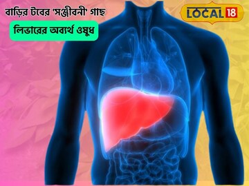 বাড়ির টবেই গজাবে 'সঞ্জীবনী' গাছ, লিভারের জন্য 'ধন্বন্তরি',সুগার শেষ দেখে ছাড়বে