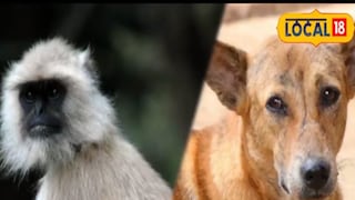 রাস্তার মধ্যে এ কী করছে বুনো বাঁদর ও কুকুর? রাস্তার মধ্যে এ কী করছে বুনো বাঁদর ও কুকুর?