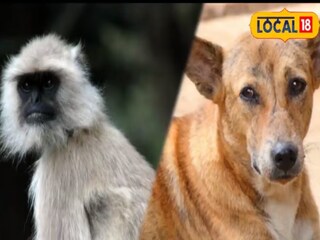 রাস্তার মধ্যে এ কী করছে বুনো বাঁদর ও কুকুর?