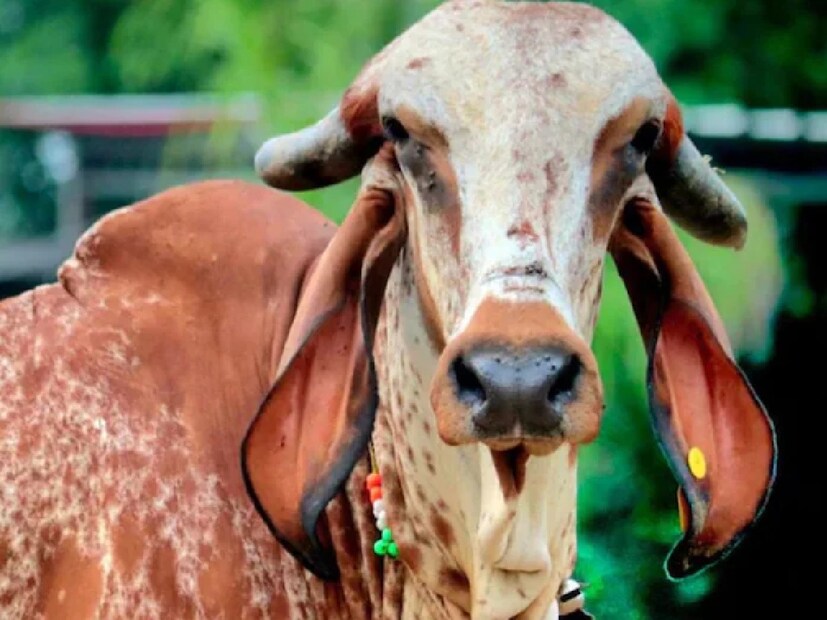 পশুপালনের এই ব্যবসায় প্রদীপ ভাই সারা ভারতে গির গরু বিক্রি করেন। তিনি জানান, তার একটি গির গরুর দাম ১ লাখ ৩৫ হাজার টাকা এবং এই গাভীটি ১৪ লিটার দুধ দেয়। এই গরুর দুধ থেকে ঘিও তৈরি হয়। অতএব, বুঝতেই পারছেন! ব্যবসা করতে জানলে টাকা আপনার। 