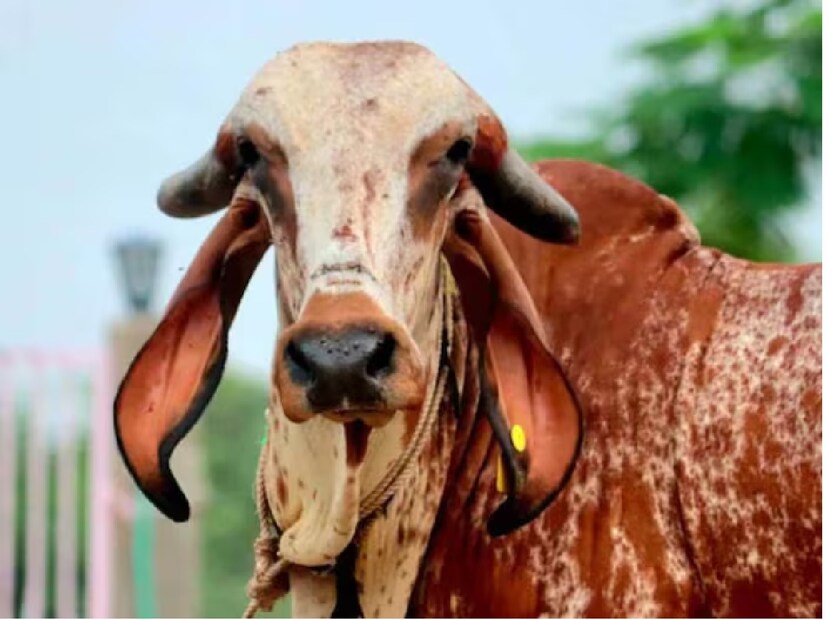 আমরেলিতে বিভিন্ন ধরনের গরু পাওয়া যায়, যার মধ্যে গির গরুর বিশেষ গুরুত্ব রয়েছে। এ ছাড়া কপিলা গরুকেও বিশেষ মনে করা হয়। দামনগর গ্রামের একজন গবাদি পশু পালনকারীর একটি গির গাভী রয়েছে, যার দাম ১.৩৫ লাখ টাকা এবং এই গাভীটি দৈনিক ১৪ লিটার দুধ দেয়।

