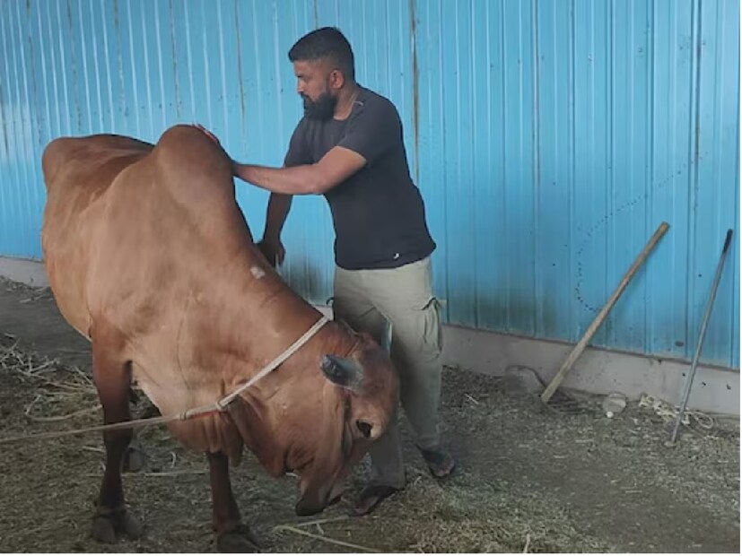 সৌরাষ্ট্রে একটি গির গরুর দাম লক্ষাধিক টাকা! এই গরুর এক লিটার দুধ বিক্রি হয় ৭০ থেকে ১00 টাকায়। একটি গির গরুর জন্য প্রতি মাসে ৩০ থেকে ৪০ হাজার টাকা আয় হতে পারে। 