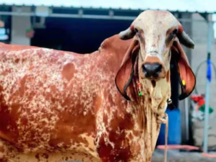 প্রদীপ আসলে গরুর ব্যবসা করেন। তিনি অসম, হরিয়ানা, পাঞ্জাব, বেঙ্গালুরু ও মহারাষ্ট্রে গরু বিক্রি করেন। কী ধরনের গরু সেটি? জানা যায়, উচ্চ জাতের গির গাভী গ্রামাঞ্চল থেকে আনা হয়। তাদের প্রজননের পর ভালো জাতের গাভী বিক্রির জন্য প্রস্তুত করা হয়। 