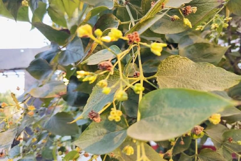 ডায়াবেটিস নিয়ন্ত্রণে বিশেষ ভূমিকা পালন করে থাকে এই পাতা। শিউলি ফুলের পাতা রক্তে গ্লুকোজের মাত্রা নিয়ন্ত্রণে রাখে।photo source collected