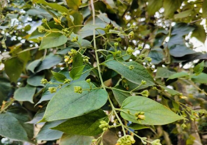 ব্রণ দূর করতে বিশেষভাবে কাজ করে শিউলি ফুলের পাতা।কারণ এতে আছে অ্যান্টি অক্সিডেন্ট ও অ্যান্টি ইনফ্ল্যামেটারি গুণ। যা আমাদের ত্বকের ক্ষেত্রে বিশেষ উপকারী। এটি মুখের ব্রণ প্রতিরোধ করতে সহায়তা করে।photo source collected