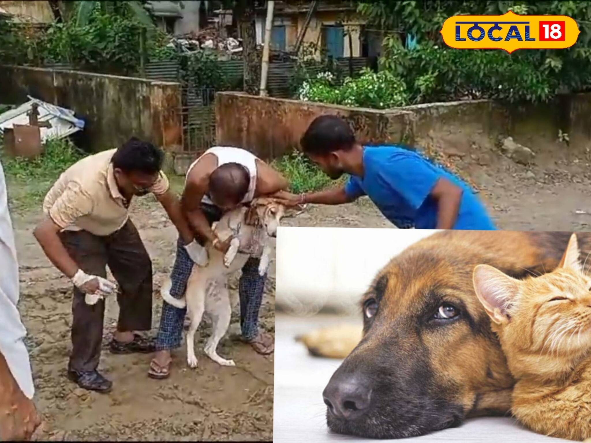 বাড়ছে পথ কুকুরের সংখ্যা! শুরু হল ভ্যাকসিনেশনের কাজ