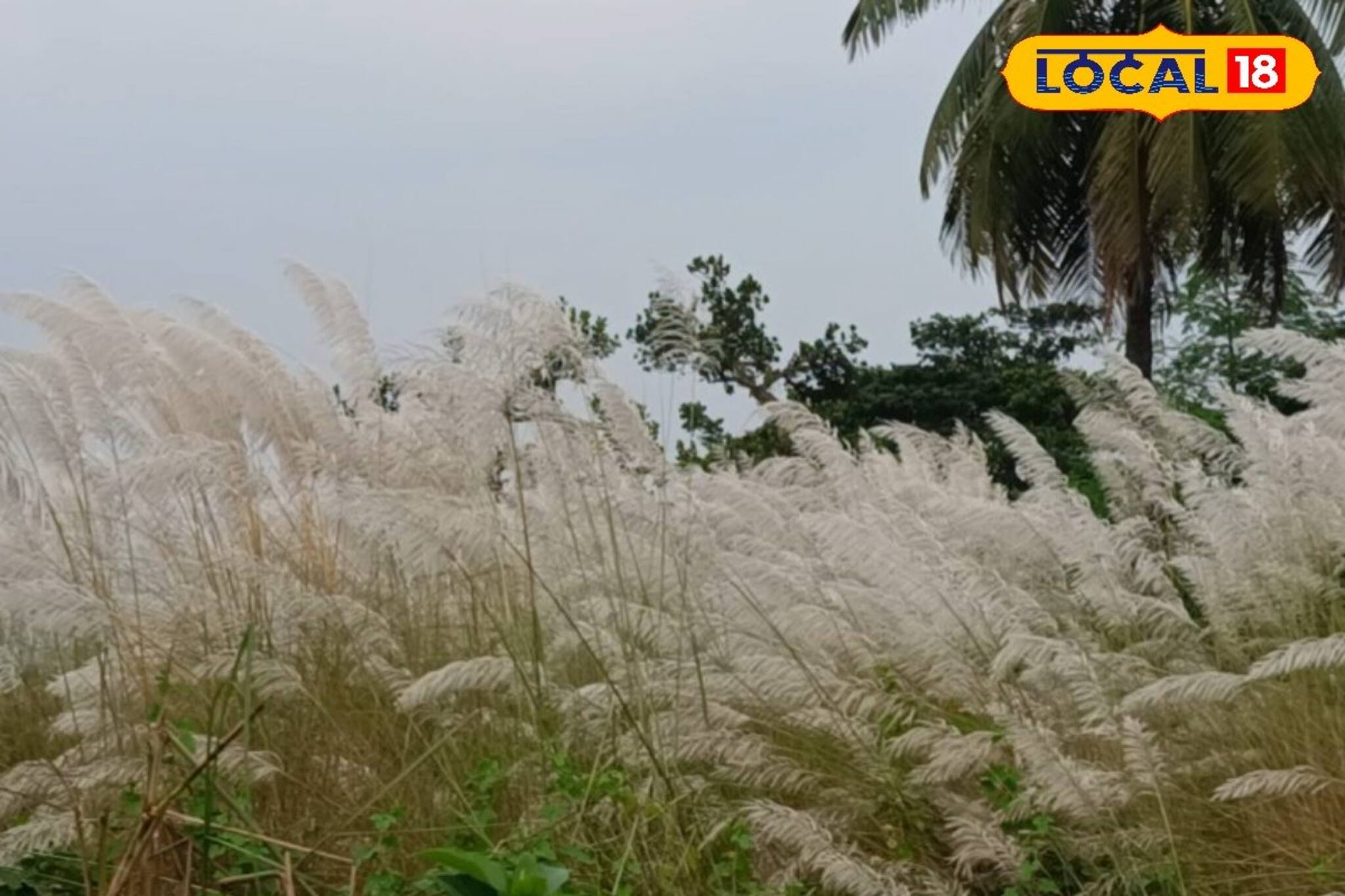 পুজোর ছুটিতে বেড়িয়ে আসুন এই কাশফুলের সাম্রাজ্যে! চোখ ধাঁধিয়ে যাবে