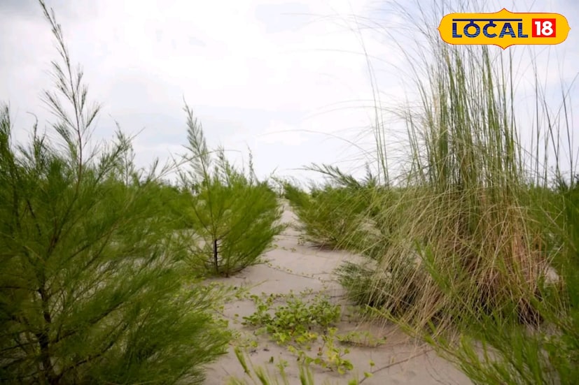 লালগঞ্জ কলকাতা থেকে মাত্র ১৩০ কিমি দূরে অবস্থিত। গাড়ি নিয়েই পৌঁছে যাওয়া যায় সেখানে। ট্রেনে করে তো যাওয়া যায়। এখানে সৈকতের পাশে রয়েছে ম্যানগ্রোভ অরণ্য। রয়েছে ঝাউয়ের জঙ্গল।