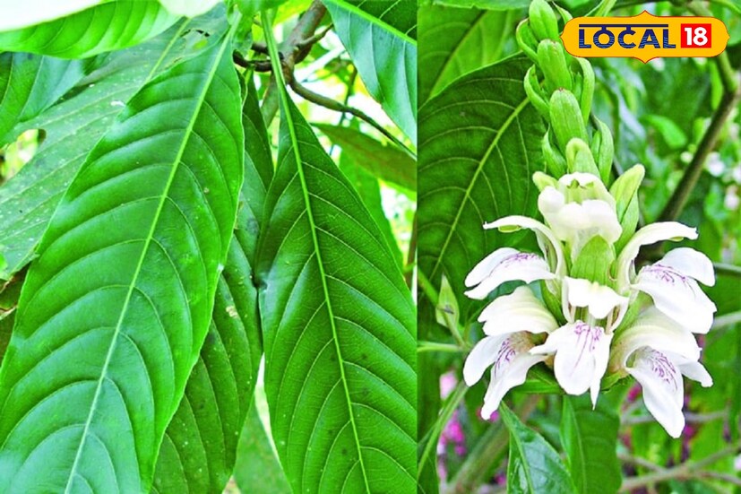সর্দি কাশির সমস্যায় সেই আদ্যিকাল থেকে ব্যবহার করা হচ্ছে বাসক পাতার রস। এখনও আর্য়ুবেদেও ব্যবহার করা হয় এই পাতার। বাসক পাতা স্বাদে তেতো। বাসক পাতার একাধিক ওষুধি গুণও রয়েছে।