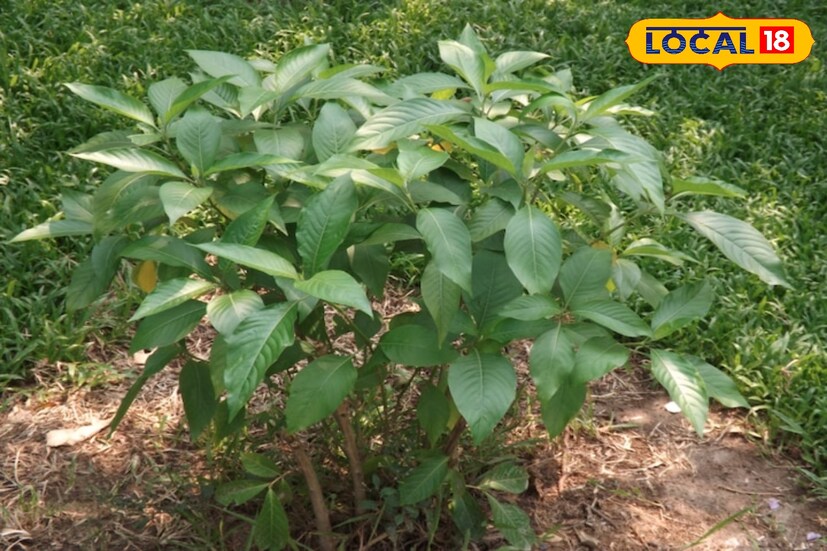 বাসক পাতায় ভ্যাসিসিন নামের একটি প্রাকৃতিক উপাদান রয়েছে। বাসক পাতার মধ্যে রয়েছে অ্যানি্টি-মাইক্রোবিয়াল বেশ কিছু উপাদান। যা ব্রঙ্কাইটিস, হুপিং কাশির সমস্যা দূর করে।