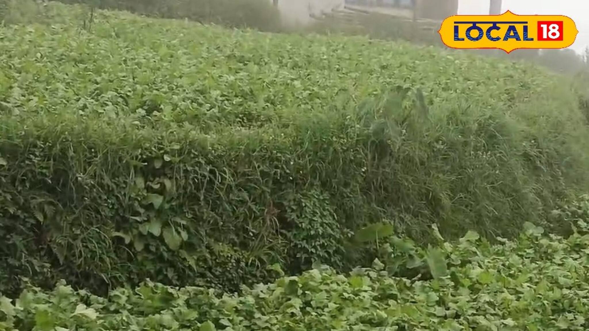 Money Making Tips: পাহাড়ের কোলে মুলো চাষ করে আয় করুন লক্ষ লক্ষ টাকা! জানুন পদ্ধতি