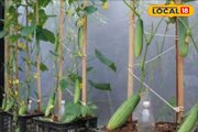 খুব সহজ পদ্ধতিতে বাড়ির ছাদেই করুন শসা চাষ ! হবে বিপুল টাকা আয়
