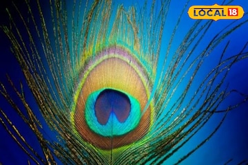 পালকই সংসারকে সুখের সাগর করে দেবে, তবে ঘরে ভুল দিকে রাখলেই মহা ক্ষতি পালকই সংসারকে সুখের সাগর করে দেবে, তবে ঘরে ভুল দিকে রাখলেই মহা ক্ষতি