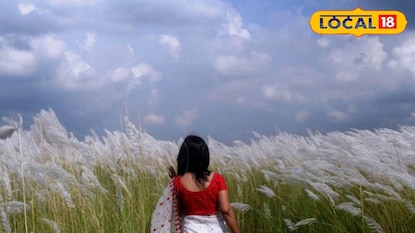 কাশফুল জঙ্গলে ফটোশুট কাশফুল জঙ্গলে ফটোশুট