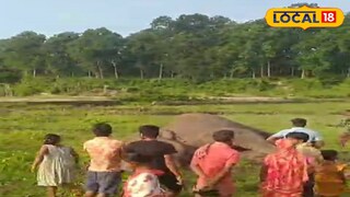 সাত সকালেই হাতির মৃত্যু সাত সকালেই হাতির মৃত্যু