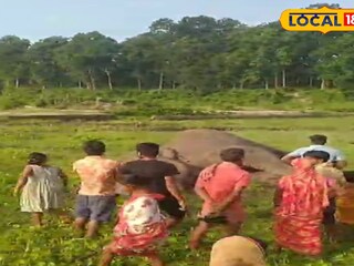 সাত সকালেই হাতির মৃত্যু