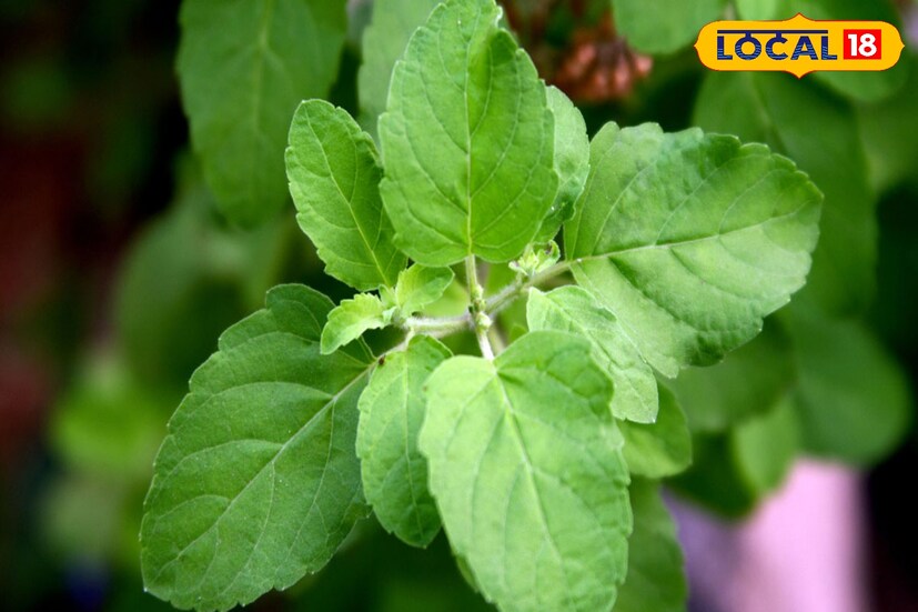 ওজন কমাতে এবং কোলেস্টেরল কমাতেও তুলসি উপকারী প্রমাণিত। এতে এমন বৈশিষ্ট্য রয়েছে যা খারাপ কোলেস্টেরল অর্থাৎ এলডিএল কমায় এবং ভালো কোলেস্টেরল অর্থাৎ এইচডিএল বাড়ায়।