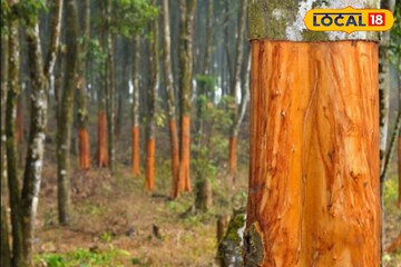 হার্টের সমস্যা দূর,ডায়াবেটিস পালাবে,কোনও ফল-পাতা নয়,এই গাছের ছালই ব্রহ্মাস্ত্র