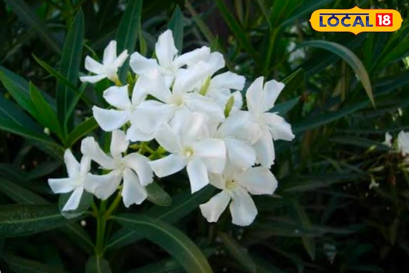 এছাড়াও আরও একটি ফুল দেবীর ভীষণ পছন্দের। এই ফুল ছাড়া অসম্পূর্ণ মহানবমীর যজ্ঞ। দেবী দুর্গার অপার কৃপা পেতে হলে তাকে অর্পণ করতে পারেন সাদা করবী ফুলের মালা। মালা না পারলে অন্ততপক্ষে ১১ টি করবী ফুল দেবীকে অর্পণ করে মনস্কামনা জানান। ইচ্ছাপূরণ হবে।