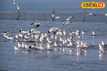কলকাতার একেবারেই কাছে এই সমুদ্রতট! সঙ্গীর সঙ্গে নির্জন দ্বীপে সময় কাটিয়ে আসুন
