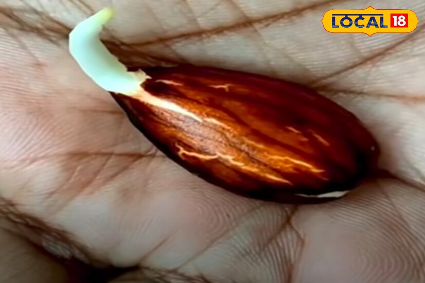  এবার টিস্যুতে মোড়া বীজ গুলি একটি বোতলে রেখে ফ্রিজে ১৭-১৮ দিন রাখার পর দেখবেন অঙ্কুর বেরিয়েছে। ব্যাস চারা রোপনের জন্য প্রস্তুত।