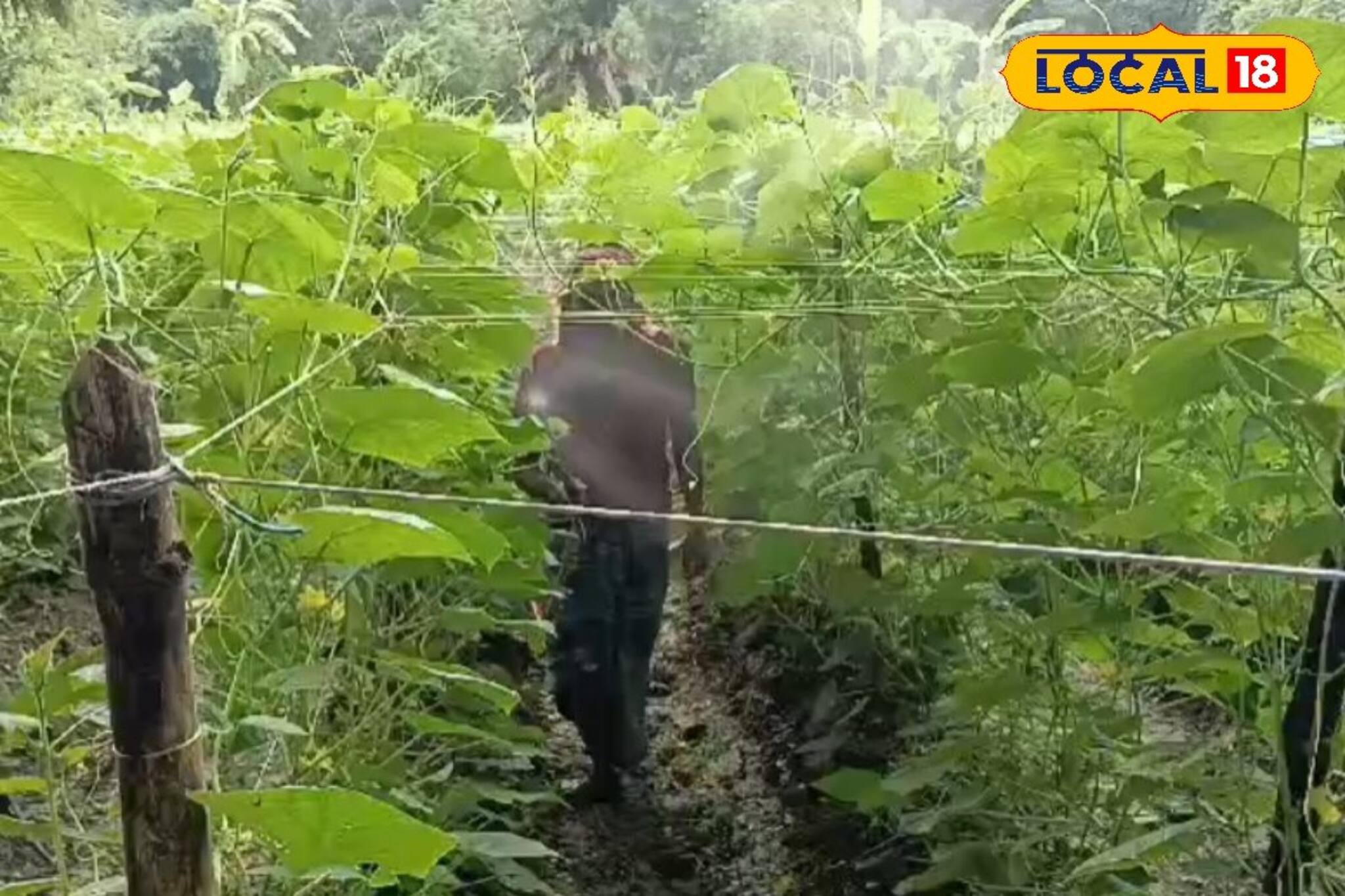 এই ফল চাষে বিনিয়োগ এক্কেবারে কম,আর লাভ হবে ধন ধনা ধন,পুঁতবেন নাকি এই ফলের চারা