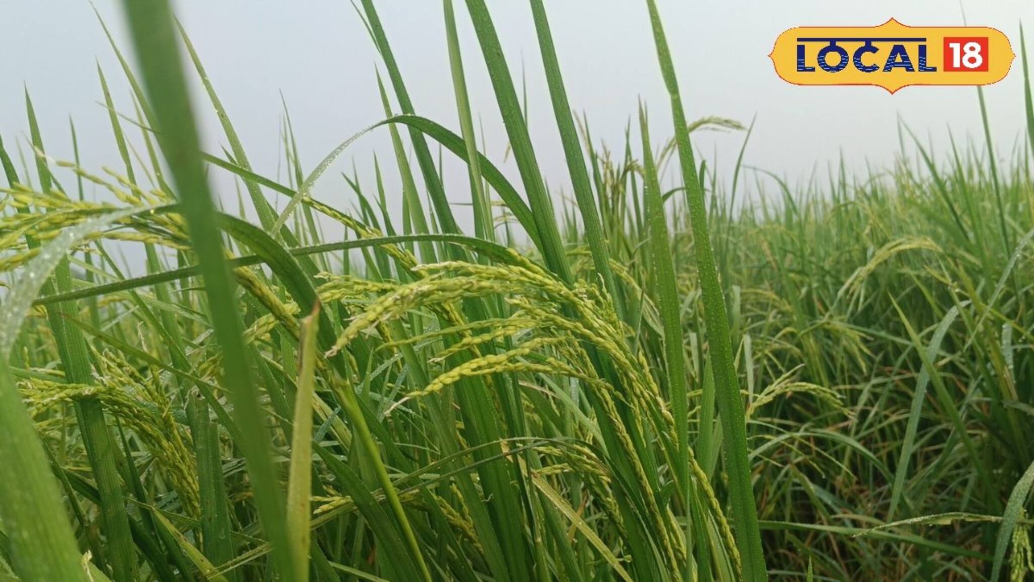 যেমন তেমন ধান নয়, এই বিশেষ ধান চাষ করেই মালামাল কৃষকরা!
