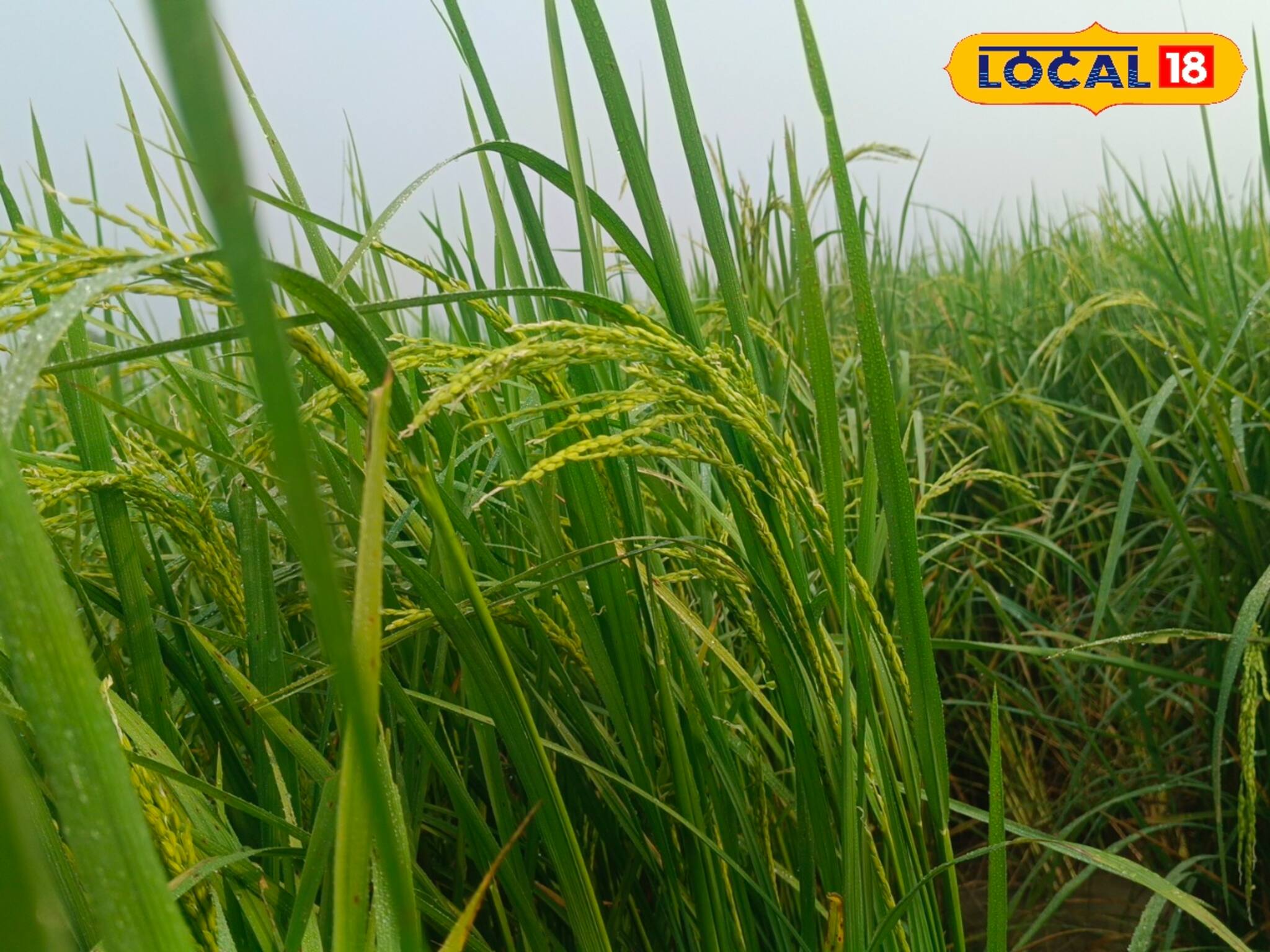 Agriculture: যেমন তেমন ধান নয়, এই বিশেষ ধান চাষ করেই মালামাল কৃষকরা!