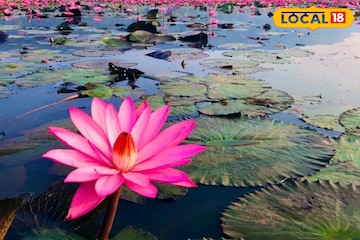 বছরের মাত্র ১-২ মাস পাবেন সুস্বাদু এই সবজি, পুষ্টির সিন্দুক, রইল রেসিপি বছরের মাত্র ১-২ মাস পাবেন সুস্বাদু এই সবজি, পুষ্টির সিন্দুক, রইল রেসিপি