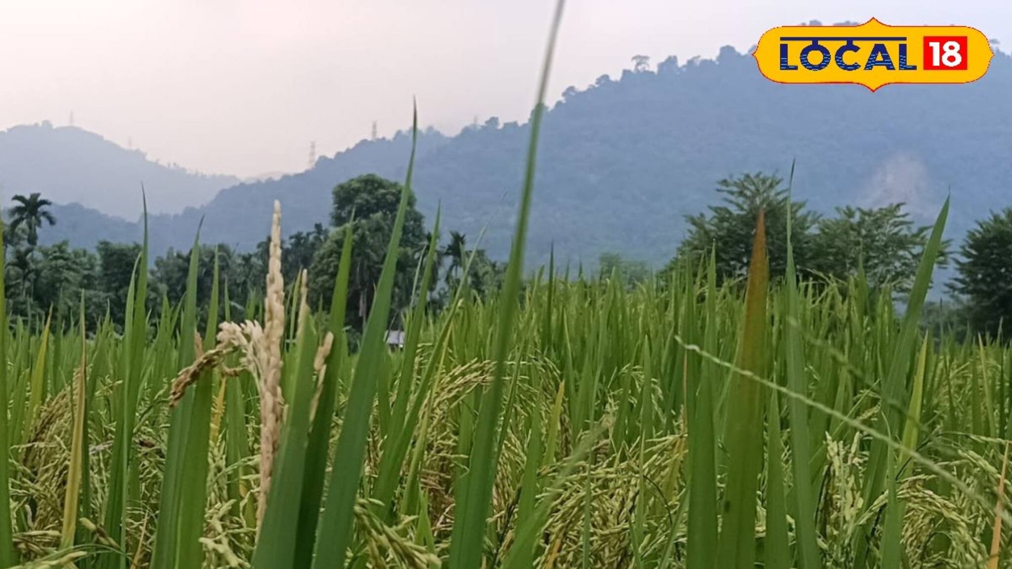 How To Make Money: পাহাড়ের কোলে সুস্বাদু এই ধান চাষ করে আয় করুন লক্ষ লক্ষ টাকা!