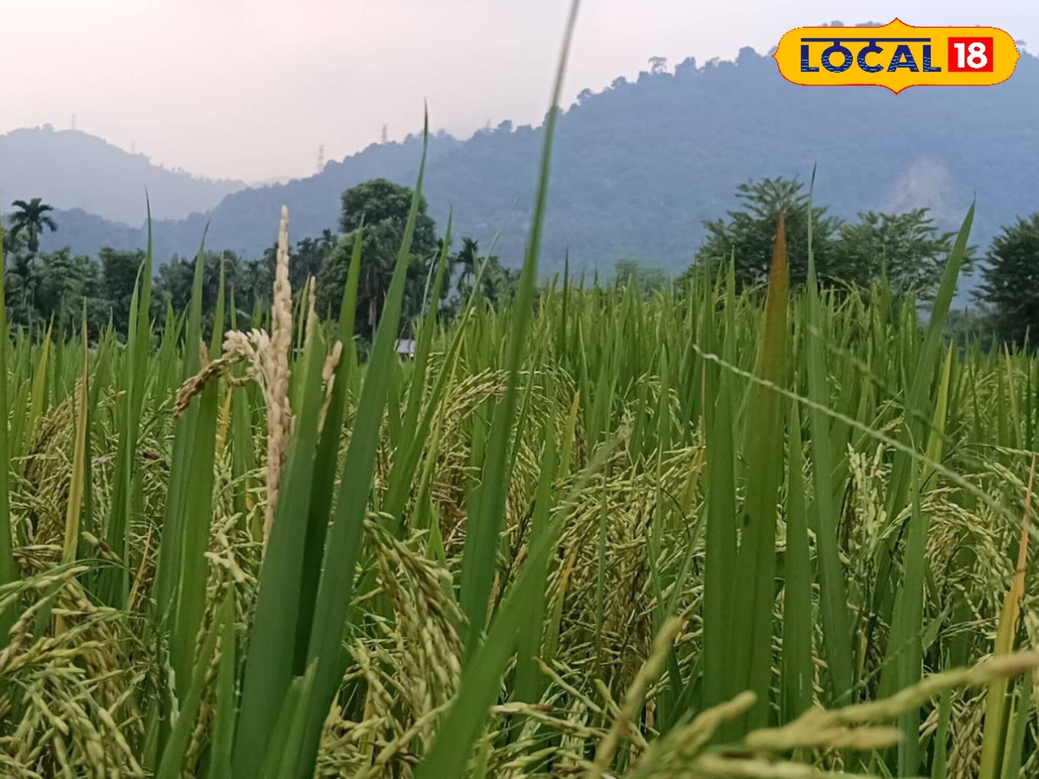 পাহাড়ের কোলে সুস্বাদু এই ধান চাষ করে আয় করুন লক্ষ লক্ষ টাকা!