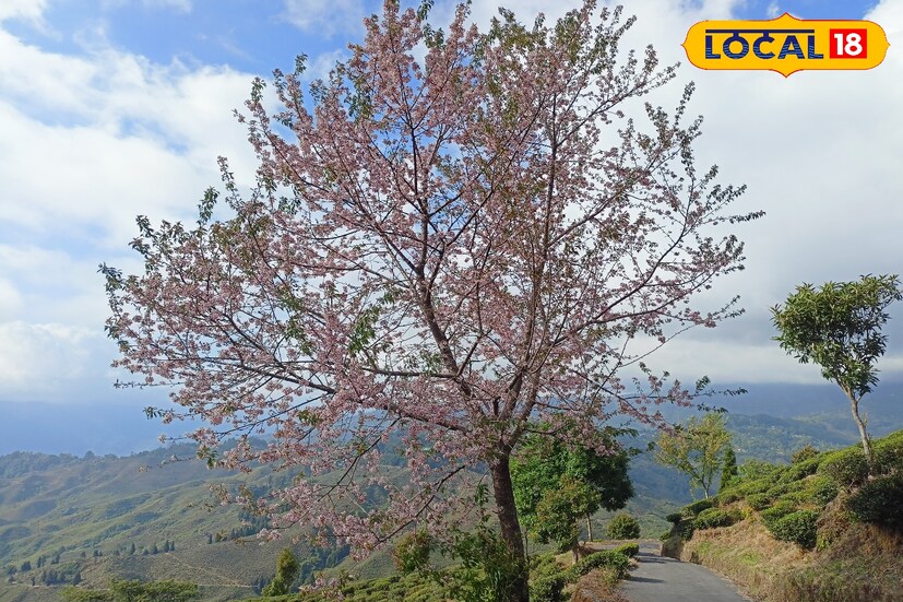 হওয়া অফিসের পূর্বাভাস অনুযায়ী,আগামী সাতদিন উত্তরের কিছু জেলায় জেলায় হালকা থেকে মাঝারি বৃষ্টির সম্ভাবনা থাকলেও বাকি জেলাগুলিতে বৃষ্টির তেমন সম্ভাবনা নেই। পাশাপাশি তাপমাত্রার খুব একটা হেরফের হবে না।