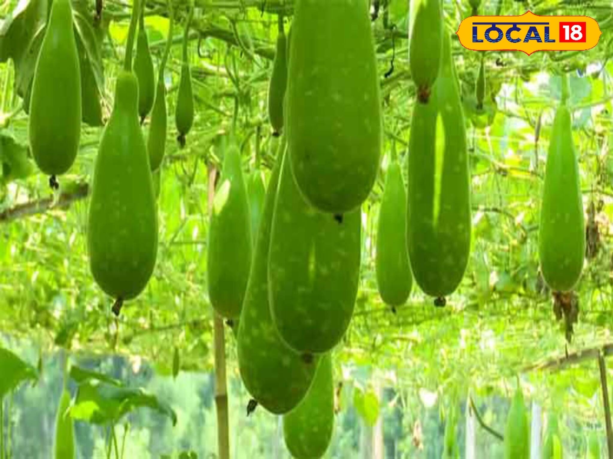 পুষ্টির ভাণ্ডার! শীতের এই সবজি চাষ করেই আয় করুন লাখ লাখ টাকা, রাতারাতি মালামাল