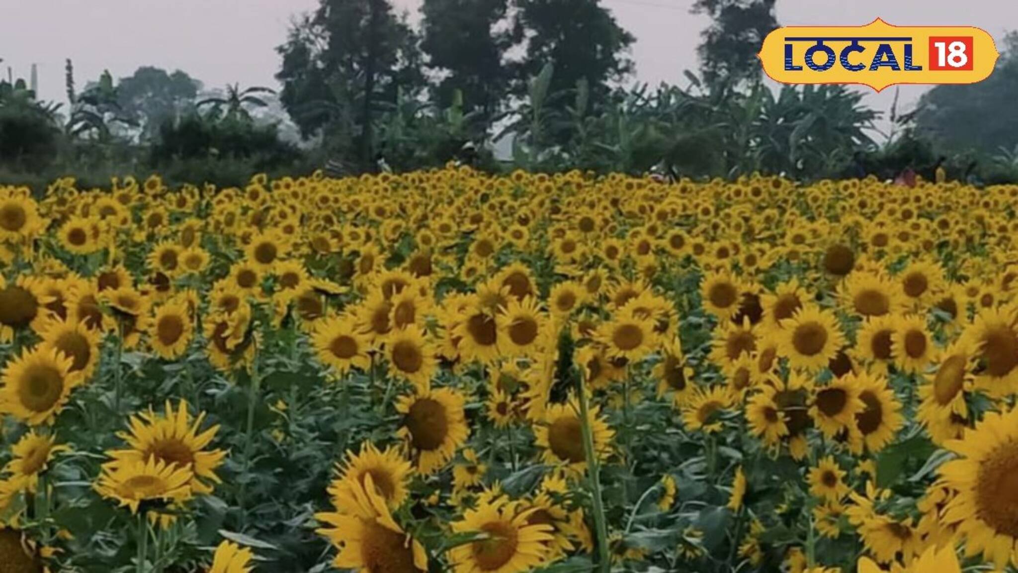 সূর্যমুখী ফুল চাষ করে দেদার লাভ ঘরে তুলুন, পাবেন প্রশিক্ষণ