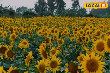 সূর্যমুখী ফুল চাষ করে দেদার লাভ ঘরে তুলুন, পাবেন প্রশিক্ষণ সূর্যমুখী ফুল চাষ করে দেদার লাভ ঘরে তুলুন, পাবেন প্রশিক্ষণ