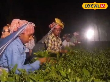 চা