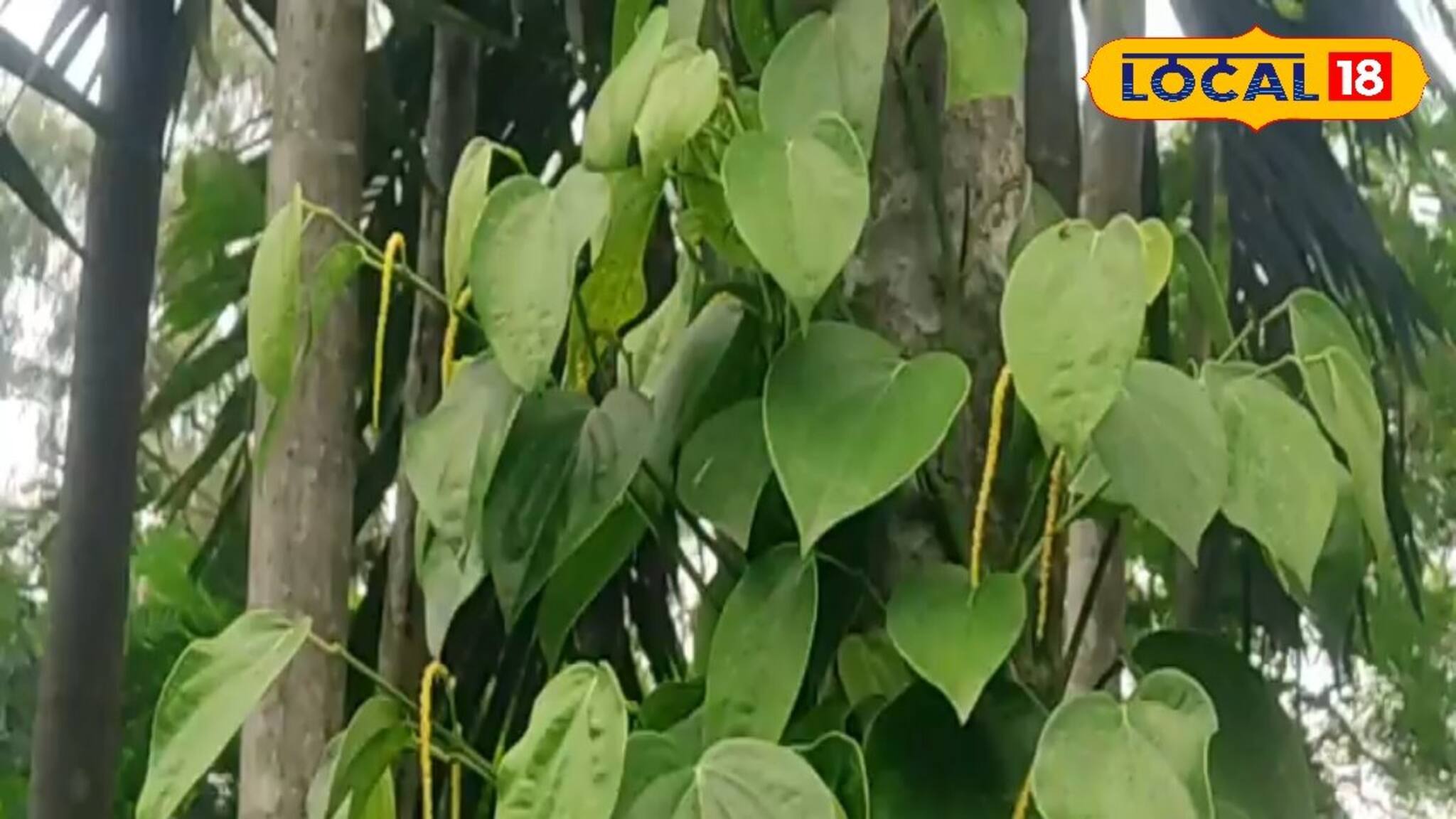 এই চাষ করে আপনিও আয় করতে পারবেন মুঠো মুঠো টাকা !